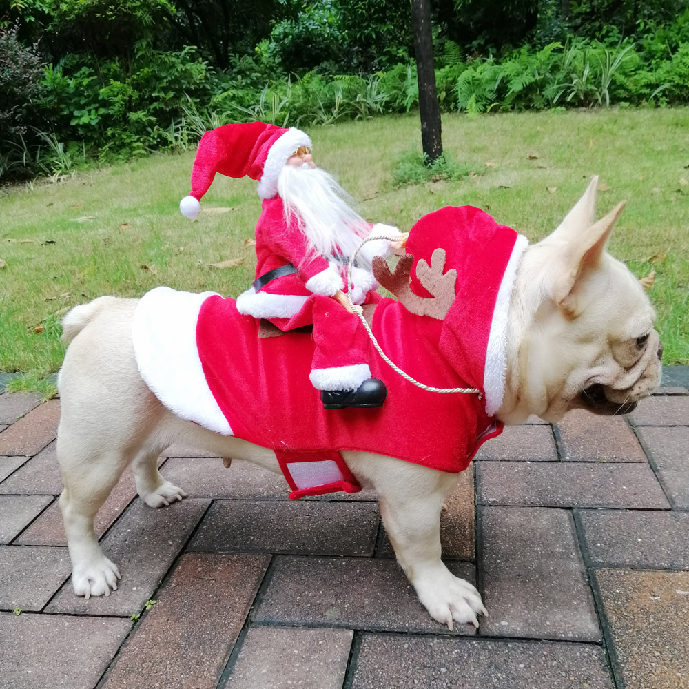 Winter Happy New Year Pet Cost - Pet Supplies York บทวิจารณ์และราคา